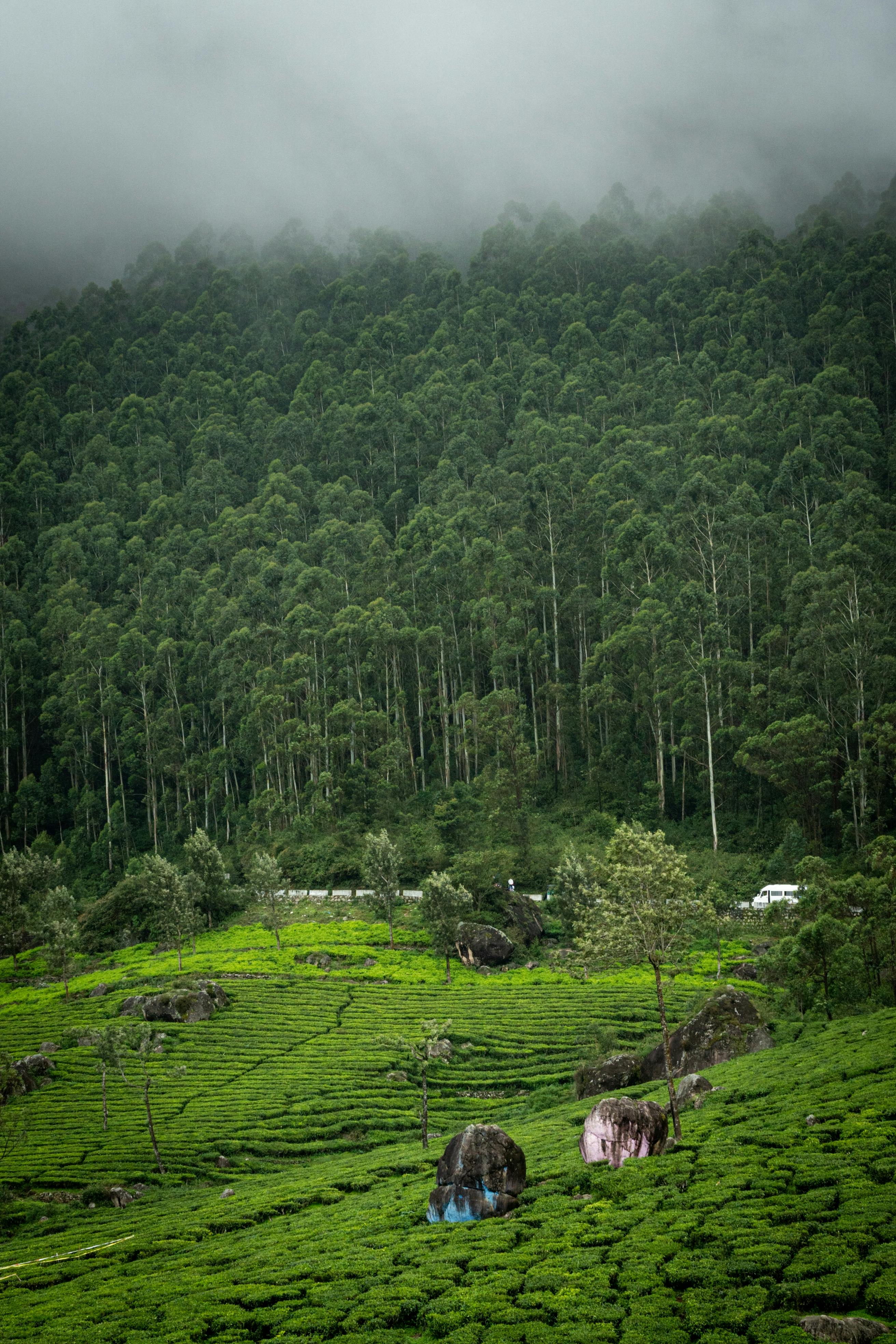 Forest Landscape